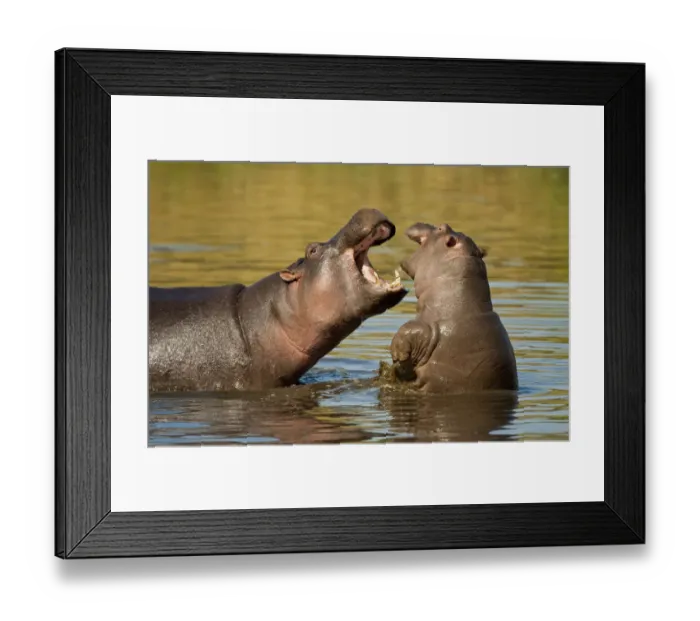 Framed Print : Hippopotamus (Hippopotamus amphibius) adult and young fighting, Masai Mara Nature Reserve Framed Print : Hippopotamus (Hippopotamus amphibius) adult and young fighting, Masai Mara Nature Reserve