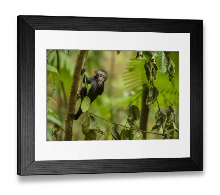 Framed Print : Black crested monkey or macaque (Macaca nigra) infant in tree, Sulawesi, Indonesia Framed Print : Black crested monkey or macaque (Macaca nigra) infant in tree, Sulawesi, Indonesia