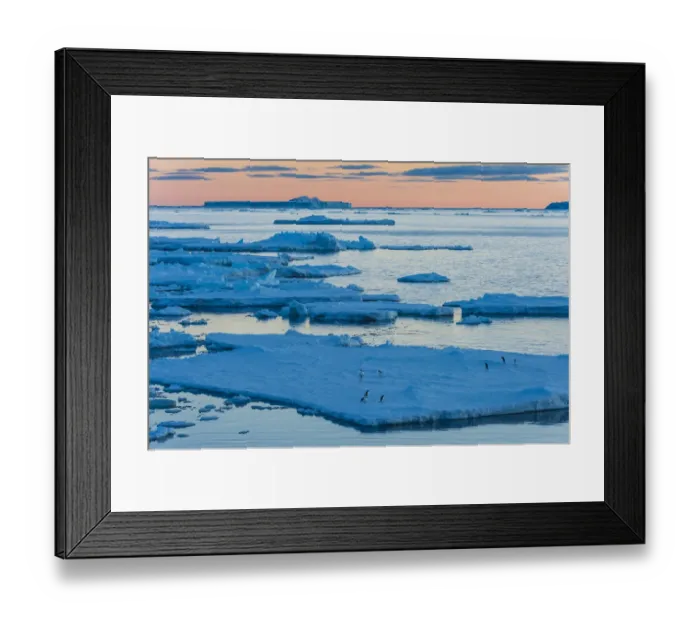 Framed Print : Adelie penguin (Pygoscelis adeliae) on the ice pack, at dawn, Antartida Framed Print : Adelie penguin (Pygoscelis adeliae) on the ice pack, at dawn, Antartida
