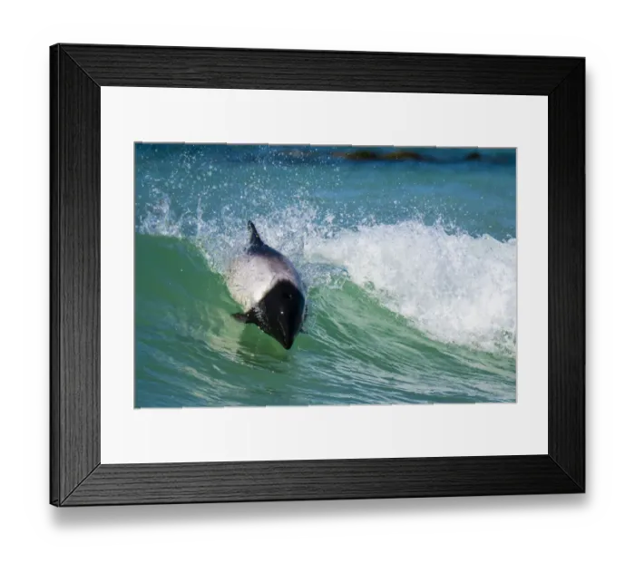 Framed Print : Commersons dolphin (Cephalorhynchus commersonii) surfing, Sea Lion Island Framed Print : Commersons dolphin (Cephalorhynchus commersonii) surfing, Sea Lion Island