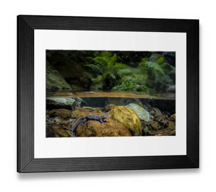Framed Print : Montseny brook newt (Calotriton arnoldi), controlled conditions Framed Print : Montseny brook newt (Calotriton arnoldi), controlled conditions