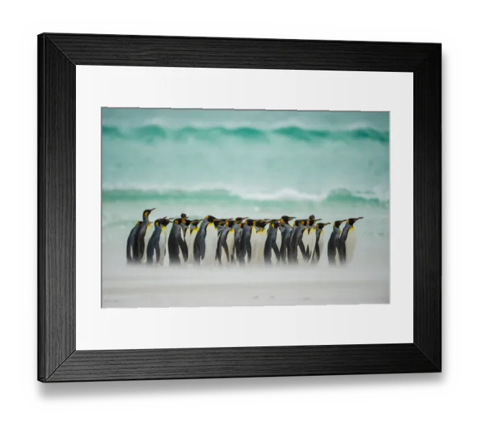 Framed Print : King penguins (Aptenodytes patagonicus) group walking along beach in front of wave Framed Print : King penguins (Aptenodytes patagonicus) group walking along beach in front of wave