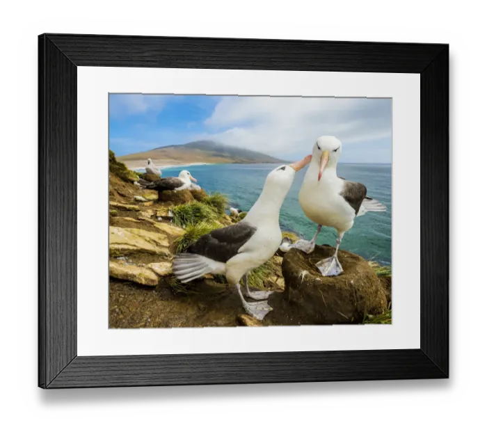 Framed Print : Black-browed albatross (Thalassarche melanophris) pair in courtship. Falkland Islands Framed Print : Black-browed albatross (Thalassarche melanophris) pair in courtship. Falkland Islands
