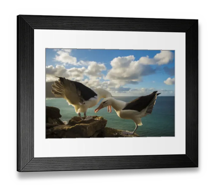 Framed Print : Black-browed albatross (Thalassarche melanophris) pair in courtship, Falkland Islands Framed Print : Black-browed albatross (Thalassarche melanophris) pair in courtship, Falkland Islands
