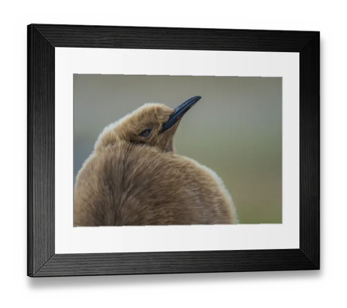 Framed Print : King penguins (Aptenodytes patagonicus) chick portrait, Falkland Islands Framed Print : King penguins (Aptenodytes patagonicus) chick portrait, Falkland Islands