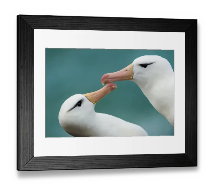 Framed Print : Black-browed albatross (Thalassarche melanophris) pair, courtship, Falkland Islands Framed Print : Black-browed albatross (Thalassarche melanophris) pair, courtship, Falkland Islands