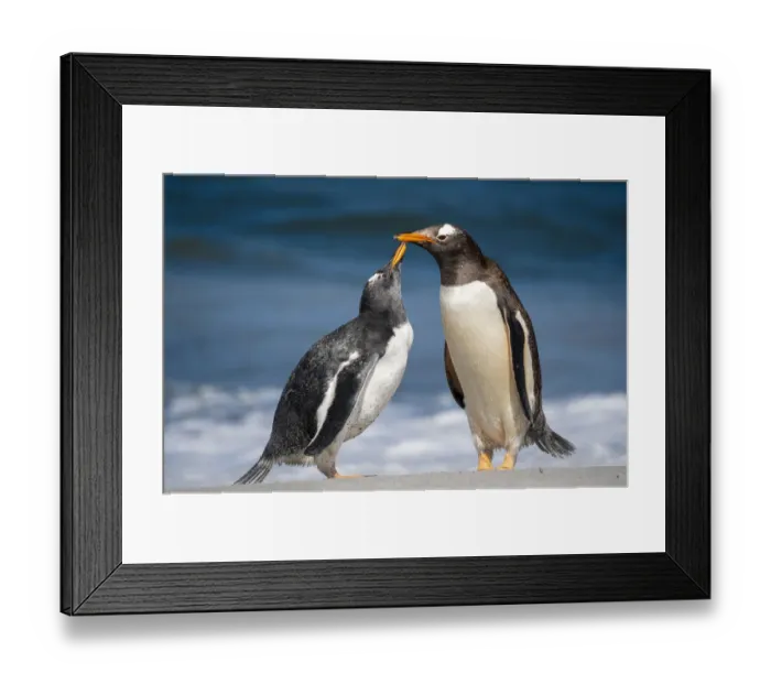 Framed Print : Gentoo penguins (Pygoscelis papua) pair, Sea Lion Island, Falkland Islands Framed Print : Gentoo penguins (Pygoscelis papua) pair, Sea Lion Island, Falkland Islands