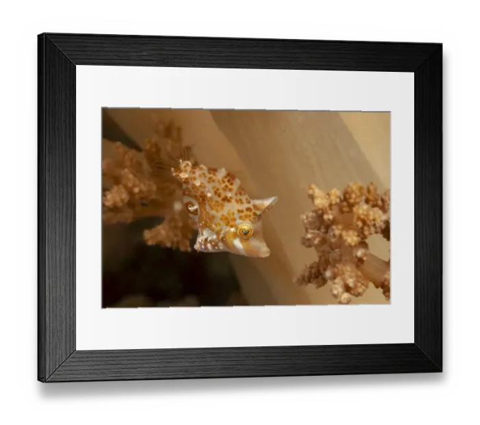 Framed Print : Minute  /  Dwarf filefish (Rudarius minutus) just over an inch long as an adult