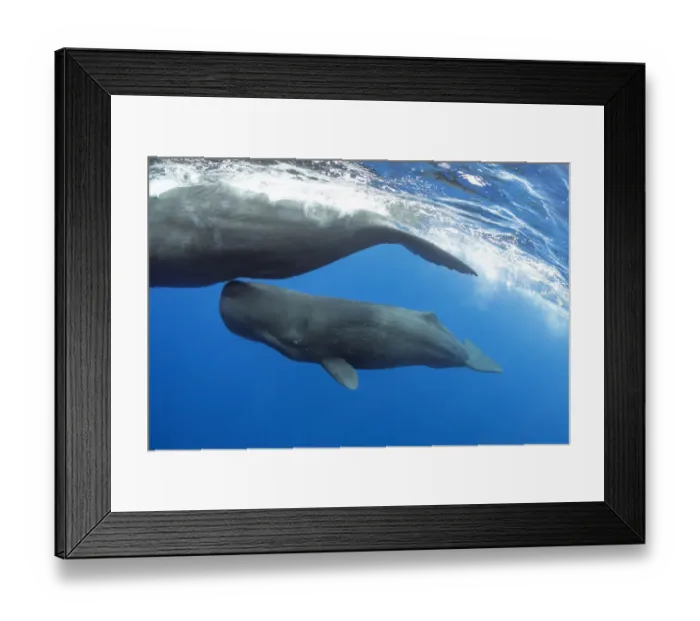 Framed Print : Sperm whale (Physeter macrocephalus) mother and calf Dominica, Caribbean Sea