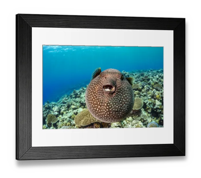 Framed Print : Guineafowl puffer fish (Arothron meleagris) inflated, displaying defensive behaviour over Framed Print : Guineafowl puffer fish (Arothron meleagris) inflated, displaying defensive behaviour over