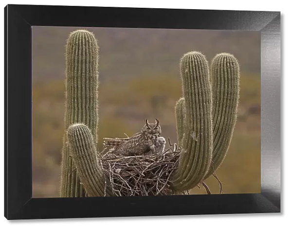 Great horned owl (Bubo virginianus) adult and chick in nest in Saguaro cactus