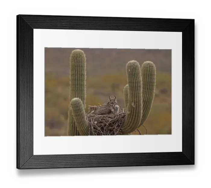 Framed Print : Great horned owl (Bubo virginianus) adult and chick in nest in Saguaro cactus Framed Print : Great horned owl (Bubo virginianus) adult and chick in nest in Saguaro cactus