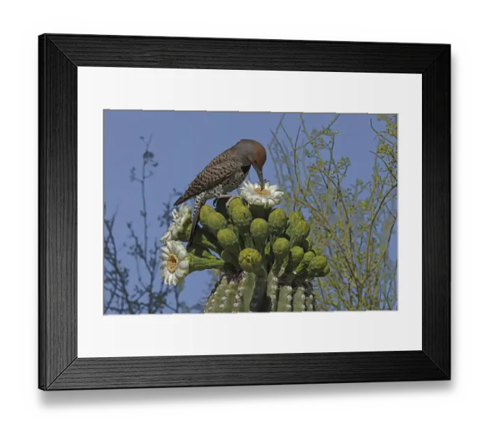 Framed Print : Gilded flicker (Colaptes chrysoides) feeding on Saguaro cactus (Carnegiea gigantea Framed Print : Gilded flicker (Colaptes chrysoides) feeding on Saguaro cactus (Carnegiea gigantea