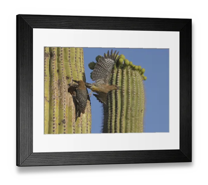 Framed Print : Gila woodpecker (Melanerpes uropygialis) pair at nest entrance in Saguaro cactus Framed Print : Gila woodpecker (Melanerpes uropygialis) pair at nest entrance in Saguaro cactus
