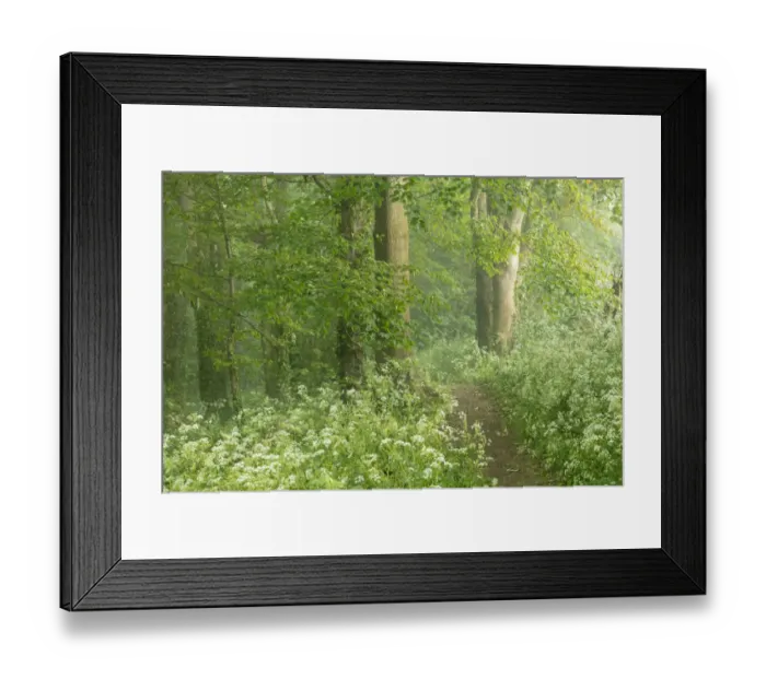 Framed Print : Cow parsley (Anthriscus sylvestris) in a misty Crendle Woods at dawn, Milborne Port Framed Print : Cow parsley (Anthriscus sylvestris) in a misty Crendle Woods at dawn, Milborne Port