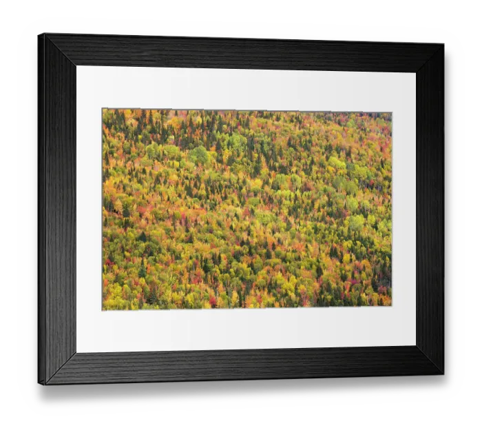 Framed Print : Trees in autumn colours, Rivire-au-Renard, Gaspesie, Quebec, Canada. October 2019 Framed Print : Trees in autumn colours, Rivire-au-Renard, Gaspesie, Quebec, Canada. October 2019