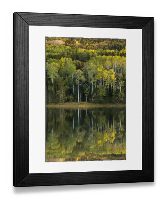Framed Print : Reflections in the salt marsh at Penouille at dawn, Forillon National Park, Gaspesie Framed Print : Reflections in the salt marsh at Penouille at dawn, Forillon National Park, Gaspesie