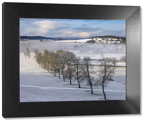 Line of trees at Milborne Port in snow and mist, Somerset, England, UK. January 2021