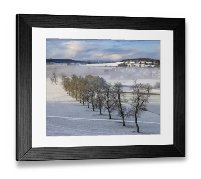 Framed Print : Line of trees at Milborne Port in snow and mist, Somerset, England, UK. January 2021 Framed Print : Line of trees at Milborne Port in snow and mist, Somerset, England, UK. January 2021