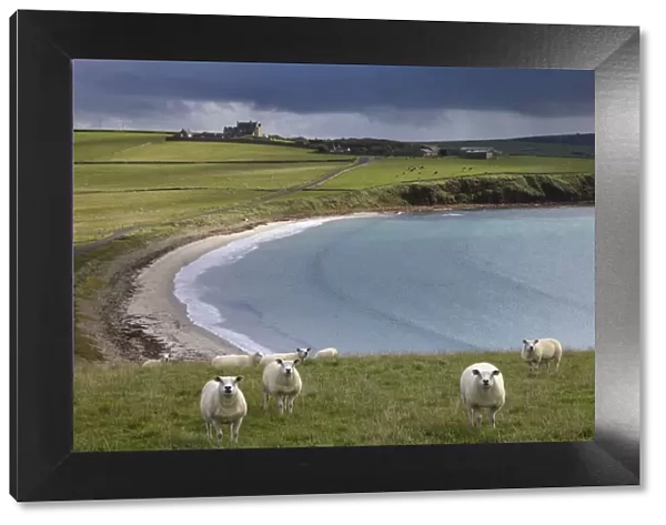 Sheep in a field at Hoxa, South Ronaldsay, Orkney Isles, Scotland. October 2020