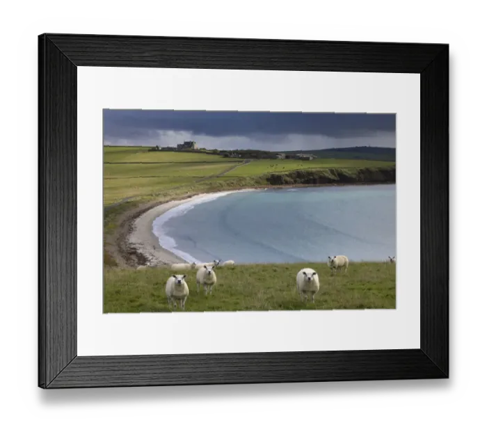 Framed Print : Sheep in a field at Hoxa, South Ronaldsay, Orkney Isles, Scotland. October 2020 Framed Print : Sheep in a field at Hoxa, South Ronaldsay, Orkney Isles, Scotland. October 2020