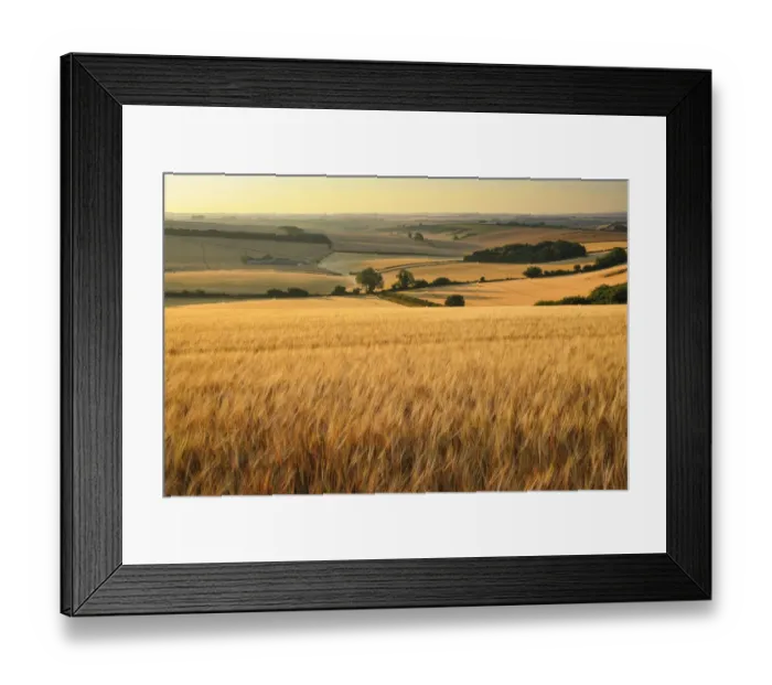 Framed Print : Field of ripe golden barley in the summer, Piddle Valley, Dorset, England, UK. July 2018 Framed Print : Field of ripe golden barley in the summer, Piddle Valley, Dorset, England, UK. July 2018