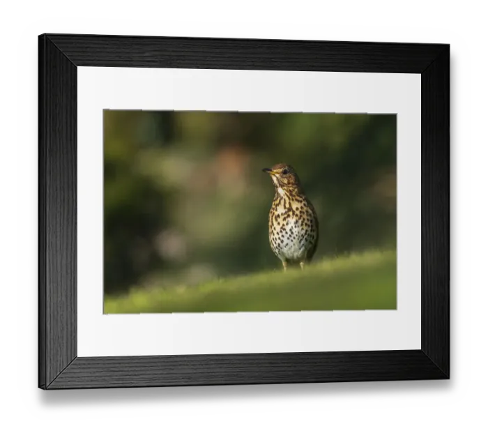 Framed Print : Song thrush (Turdus philomelos) looking for worms in a garden, Broxwater, Cornwall, UK Framed Print : Song thrush (Turdus philomelos) looking for worms in a garden, Broxwater, Cornwall, UK