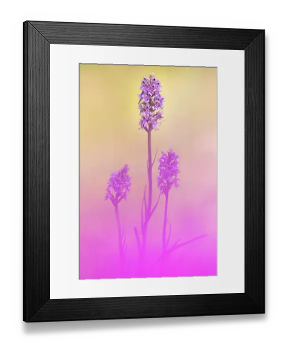 Framed Print : Common spotted orchids (Dactylorhiza fuchsii), Kingcombe Meadows, Dorset, UK, June Framed Print : Common spotted orchids (Dactylorhiza fuchsii), Kingcombe Meadows, Dorset, UK, June