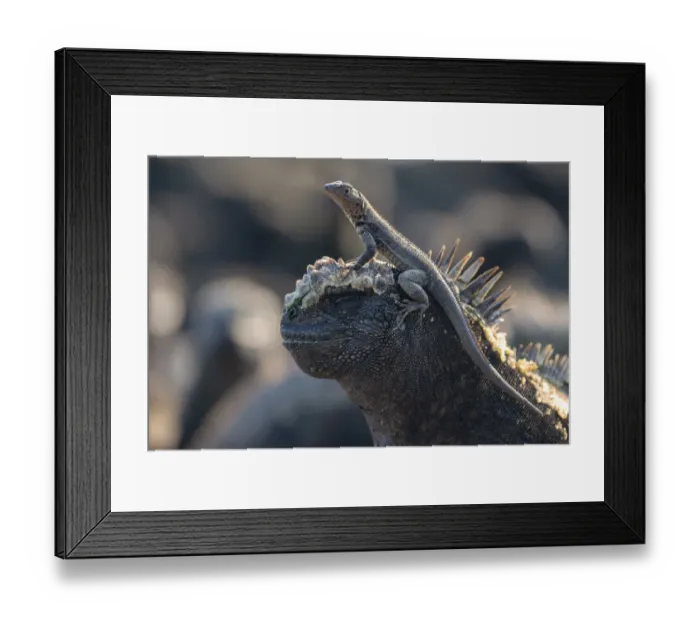 Framed Print : Galapagos lava lizard (Microlophus albemarlensis) sitting on the head of a Marine iguana Framed Print : Galapagos lava lizard (Microlophus albemarlensis) sitting on the head of a Marine iguana