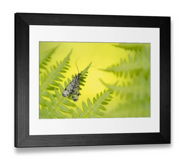 Framed Print : Scorpion fly (Panorpa sp. ) female, basking on bracken, Broxwater, Cornwall, UK. May Framed Print : Scorpion fly (Panorpa sp. ) female, basking on bracken, Broxwater, Cornwall, UK. May