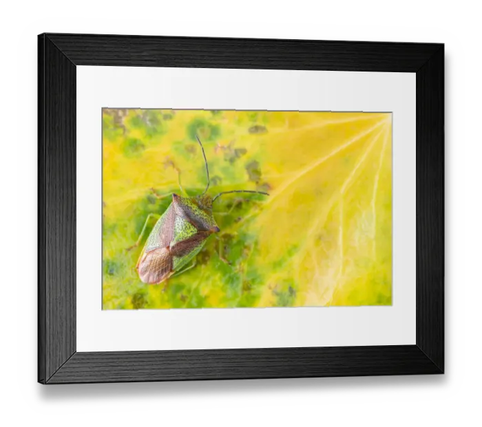 Framed Print : Hawthorn shieldbug (Acanthosoma haemorrhoidale) on leaf, Broxwater, Cornwall, UK Framed Print : Hawthorn shieldbug (Acanthosoma haemorrhoidale) on leaf, Broxwater, Cornwall, UK