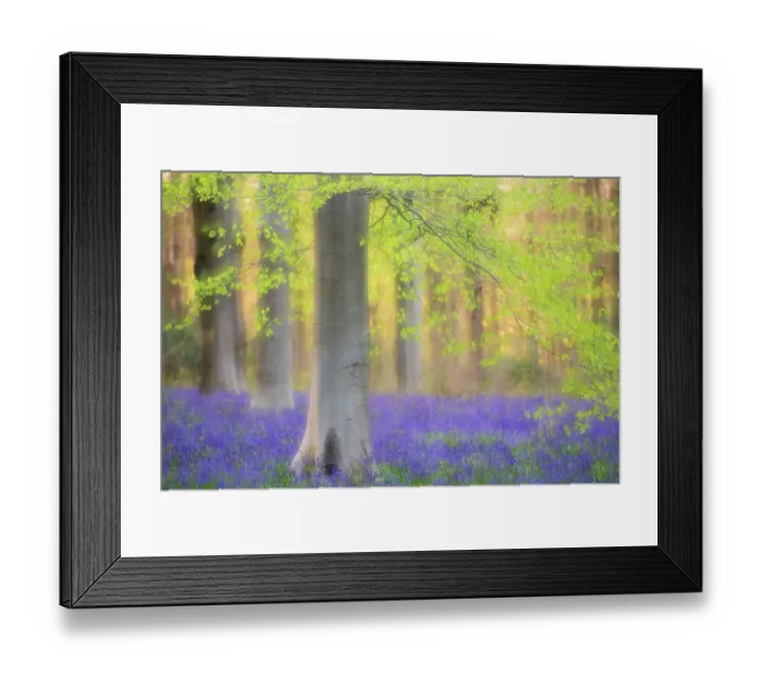 Framed Print : RF - Beech trees (Fagus sylvatica) and english bluebells (Hyacinthoides non-scripta). Late evening light and double exposure to create soft, dreamy effect. West Woods, nr Marlborough, Wiltshire, UK. May Framed Print : RF - Beech trees (Fagus sylvatica) and english bluebells (Hyacinthoides non-scripta). Late evening light and double exposure to create soft, dreamy effect. West Woods, nr Marlborough, Wiltshire, UK. May