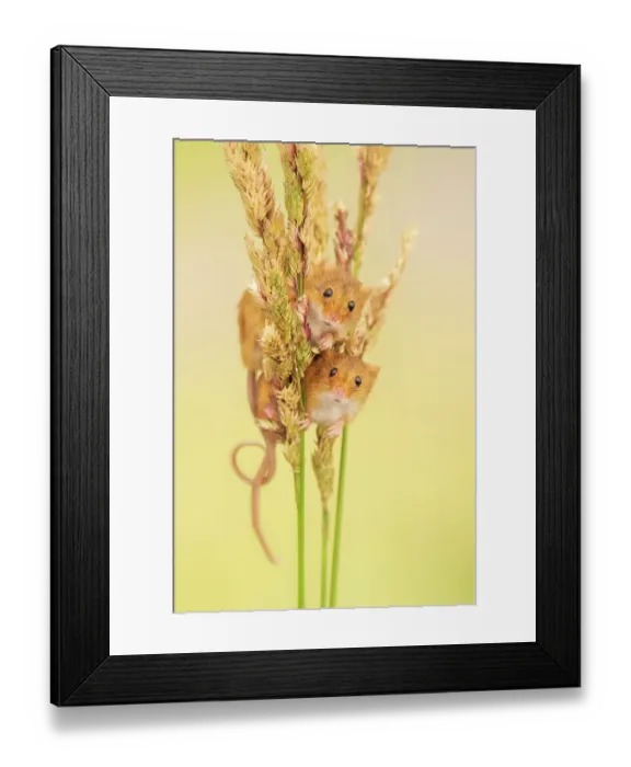 Framed Print : Harvest mice (Micromys minutus) on grass stems, Devon, UK. July Captive Framed Print : Harvest mice (Micromys minutus) on grass stems, Devon, UK. July Captive