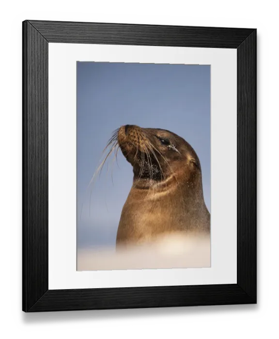 Framed Print : Galapagos sea lion (Zalophus californianus) resting on the beach, Mosquera Islet
