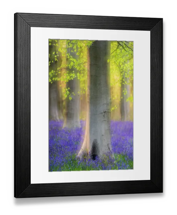 Framed Print : Beech trees (Fagus sylvatica) and English bluebells (Hyacinthoides non-scripta) soft focus, West Wood, near Marlborough, Wiltshire, UK. May 2021 Framed Print : Beech trees (Fagus sylvatica) and English bluebells (Hyacinthoides non-scripta) soft focus, West Wood, near Marlborough, Wiltshire, UK. May 2021
