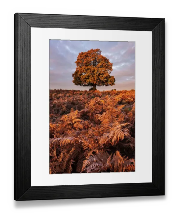 Framed Print : Oak tree (Quercus robur) growing among bracken (Pteridium aquilinum), autumn colour, The New Forest, Hampshire, UK. November 2016 Framed Print : Oak tree (Quercus robur) growing among bracken (Pteridium aquilinum), autumn colour, The New Forest, Hampshire, UK. November 2016