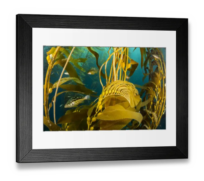 Framed Print : Kelp bass (Paralabrax clathratus) in Giant kelp (Macrocystis pyrifera) forest Framed Print : Kelp bass (Paralabrax clathratus) in Giant kelp (Macrocystis pyrifera) forest