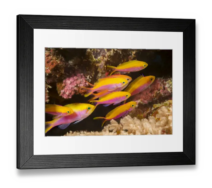 Framed Print : Female Yellowback anthias (Pseudanthias evansi), Yap, Micronesia Framed Print : Female Yellowback anthias (Pseudanthias evansi), Yap, Micronesia