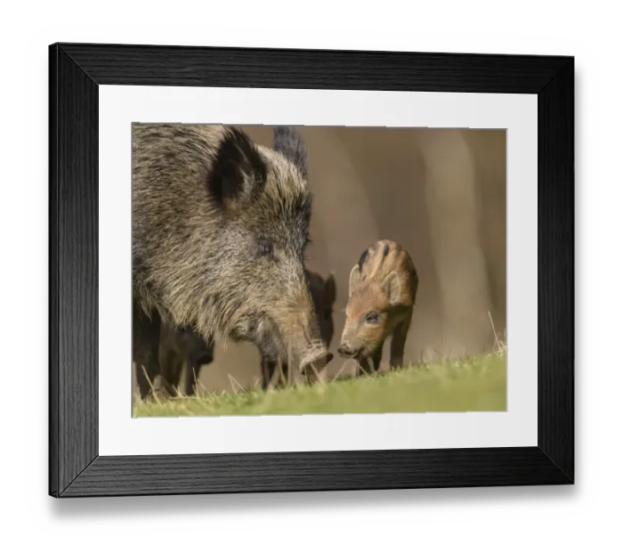 Framed Print : Wild boar (Sus scrofa) sow with piglets. Forest of Dean, Gloucestershire, England, UK Framed Print : Wild boar (Sus scrofa) sow with piglets. Forest of Dean, Gloucestershire, England, UK