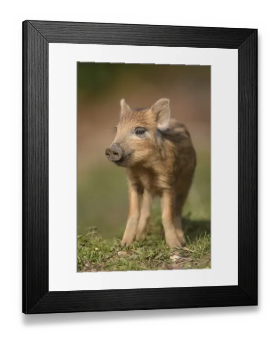 Framed Print : Wild boar (Sus scrofa) piglet. Forest of Dean, Gloucestershire, England, UK. March Framed Print : Wild boar (Sus scrofa) piglet. Forest of Dean, Gloucestershire, England, UK. March
