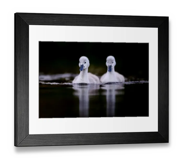 Framed Print : Mute swan (Cygnus olor) cygnets swimming. London, England, UK. May Framed Print : Mute swan (Cygnus olor) cygnets swimming. London, England, UK. May