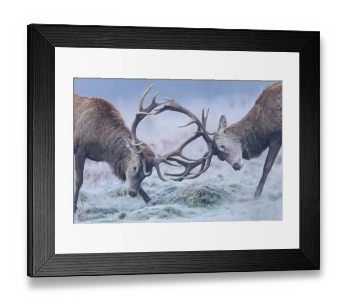 Framed Print : Red deer (Cervus elaphus) stags sparring in the frost. Richmond Park, London, England, UK Framed Print : Red deer (Cervus elaphus) stags sparring in the frost. Richmond Park, London, England, UK