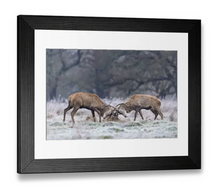 Framed Print : Red deer (Cervus elaphus) stags sparring in the frost. Richmond Park, London, England, UK Framed Print : Red deer (Cervus elaphus) stags sparring in the frost. Richmond Park, London, England, UK