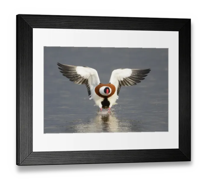 Framed Print : Shelduck (Tadorna tadorna) landing on water. Gloucestershire, England, UK. March Framed Print : Shelduck (Tadorna tadorna) landing on water. Gloucestershire, England, UK. March