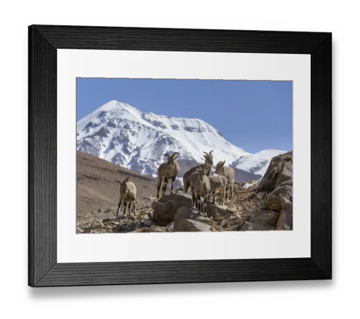 Framed Print : Bharal / Blue sheep (Pseudois nayaur) herd standing on a rocky slope Framed Print : Bharal / Blue sheep (Pseudois nayaur) herd standing on a rocky slope