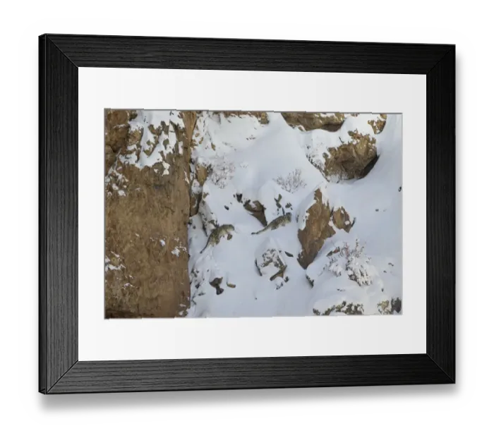 Framed Print : Snow leopard (Panthera uncia) mother and her sub-adult cub climbing up steep mountainside Framed Print : Snow leopard (Panthera uncia) mother and her sub-adult cub climbing up steep mountainside
