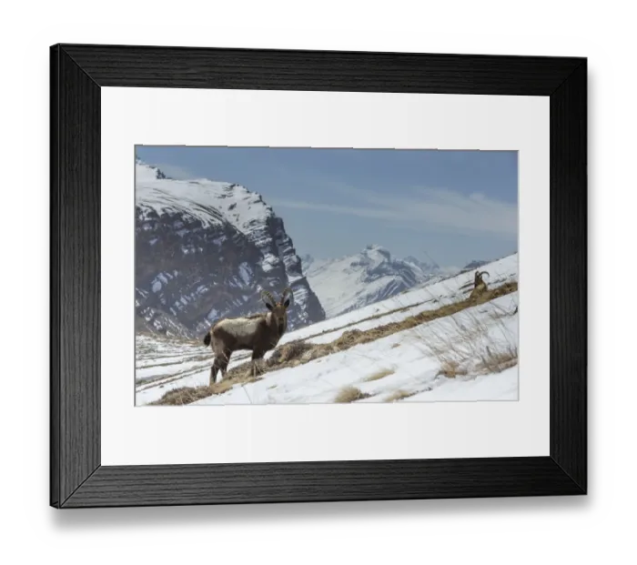 Framed Print : Himalayan ibex (Capra sibirica hemalayanus) males, resting and grazing Framed Print : Himalayan ibex (Capra sibirica hemalayanus) males, resting and grazing