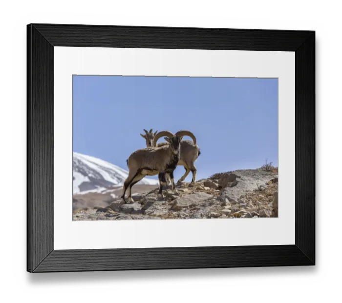 Framed Print : Bharal / Blue sheep (Pseudois nayaur) male and female, Himalaya Mountains Framed Print : Bharal / Blue sheep (Pseudois nayaur) male and female, Himalaya Mountains