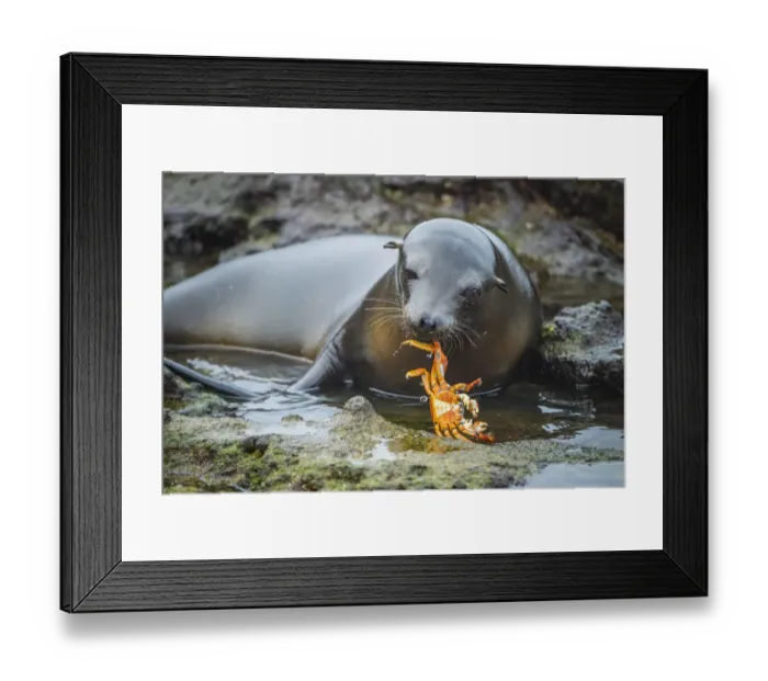 Framed Print : Galapagos sea lion (Zalophus wollebaeki) inquisitive pup playing with Sally Lightfoot Framed Print : Galapagos sea lion (Zalophus wollebaeki) inquisitive pup playing with Sally Lightfoot