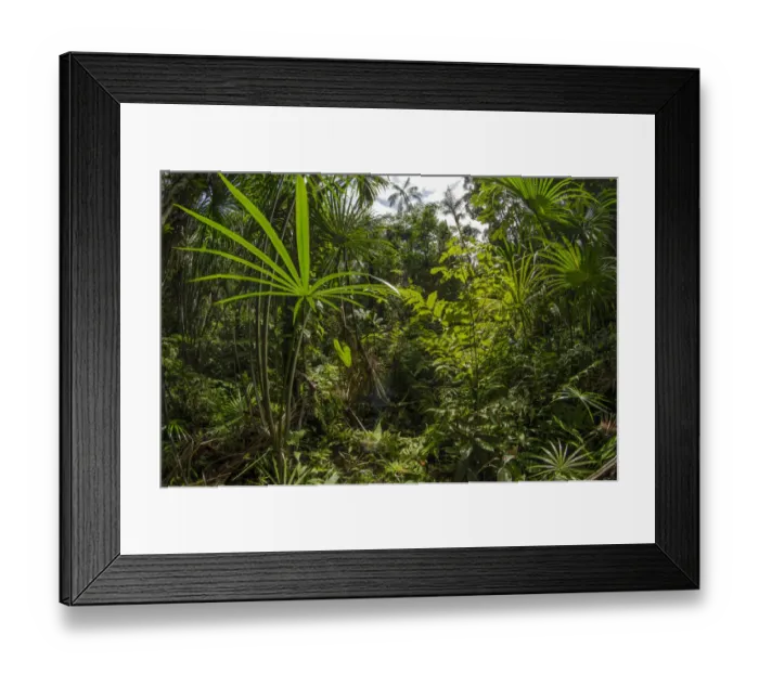Framed Print : Aguaje palm swamp (Mauritia flexuosa) Maijuna Indigenous Community, Rainforest, Sucusari Framed Print : Aguaje palm swamp (Mauritia flexuosa) Maijuna Indigenous Community, Rainforest, Sucusari